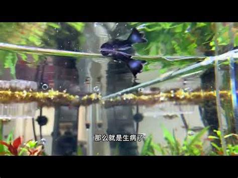 魚缸的魚一直死|避免魚隻死亡 新手養魚須知 – 寵物百科